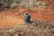 Old car tyres on single pile left on corner of local motocross racing track used for protection in case of fall surrounded with