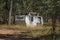 Old Caravan Abandoned In The Bush By A Sapphire Miner At Rubyvale Queensland Australia