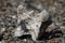 Old caribou vertebrate bone found on the arctic tundra, near Arviat