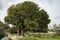 An Old Carob Tree in Israel