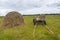 Old cart with hay in the field against the background of trees