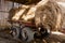 Old cart with sunlit round bales of hay in old rustic barn.