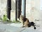 An old cat in the bright rays of the spring sun on the street of the Italian city of Pisa