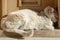 old cat sleeping ,Pressing Its Head Against a Wall, Nervous system disorder