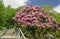 An Old Catawba Rhododendron Shrub