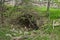 an old cave in the woods on the ground