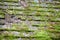 Old Cedar Roof Shingles Covered in Moss