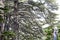 Old cedar tree at the Cedars of God forest in Bsharri, Northern, Lebanon