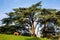 Old cedar tree in the Park Buttes-Chaumont