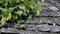 Old cedar wooden shake shingle roof of the hop Humulus in the old log house cabin barn butterfly