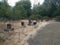 Old cement columns, brown grasses, and road with garbage can