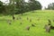 An old cemetery with ancient stone tombstones. Old gravestones in the grass at the cemetery in summer