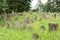 An old cemetery with ancient stone tombstones. Old gravestones in the grass at the cemetery in summer