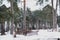 Old cemetery in Belarus. Winter snow cemetery landscape