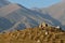 Old cemetery with clay gumbezes - traditional tombs,Osh region,Kyrgyzstan