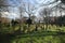 Old cemetery of Gouda behind the Croda factory where last person burried was in 1971