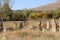 Old cemetery at lake Van, Anatolia, eastern Turkey