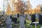 Old cemetery overgrown with trees, autumn view