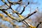 Old cherry branches with lichen and new buds ready to bloom - springtime