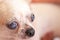 Old chihuahua dog face head on background