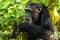 An old chimp in the Kibale forest