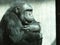 Old Chimpanzee Thinking