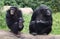 Old chimpanzees