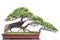 Old chinese bonsai