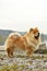 Old Chowchow dog standing next to the Zurich lake