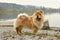 Old Chowchow dog standing next to the Zurich lake