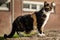 Old chubby green eyed calico cat standing