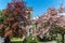 Old church surrounded by pink and red spring blossom