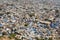 Old cityscape with many colorful houses of cute indian city Jodhpur of Rajasthan, India