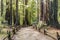 Old Coast Redwoods along the trail