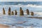 Old coastal protection with a breakwater. Wooden stakes in the sea. Autumn morning on the beach of the Baltic Sea.