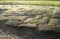 Old cobble stone road with moss grass and evening low sun