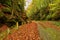 Old cobble stone way lined by stony milestones in deep gulch in autumn forest. Old orange leaves.