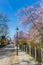 Old cobblestoned road with spring blossom in Rheda-Wiedenbruck