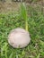 an old coconut that falls from a tree then sprouts