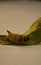 Old cocoon on a dried leaf