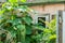 Old collapsed ruin and abandoned house in the jungle overgrown with green plants after ages