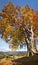 Old Colorful Tree, Autumn - Big size vertical Fall season Landsc