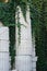 Old columns with curly green plants