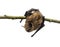 Old common bent-wing bat perched on a branch