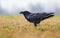 Old Common raven stands in dry grass fields