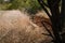 OLD CONCRETE DITCH WITH DRY GRASS AND TREE TRUNK