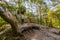 Old concrete infantry bunker in the woods of Hel, Poland. Old military fortification from World War Two and Cold War