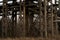 Old concrete pipeline supports in dry winter vegetation