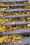 Old concrete steps, strewn with a lot of yellowing fallen autumn leave