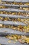 Old concrete steps, strewn with a lot of yellowing fallen autumn leaves